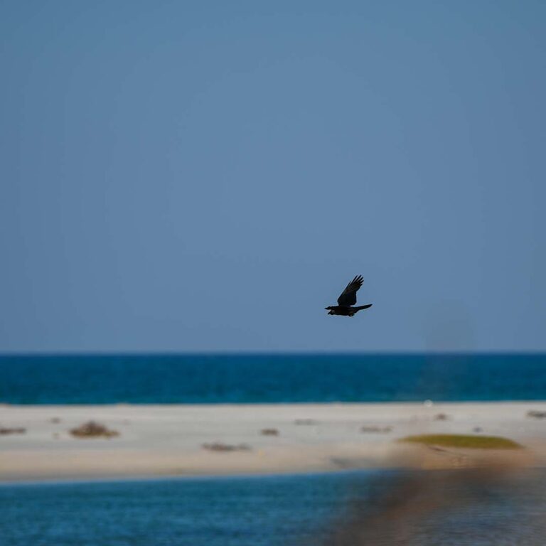Siniyah Island-Umm Al Quwain-UAE